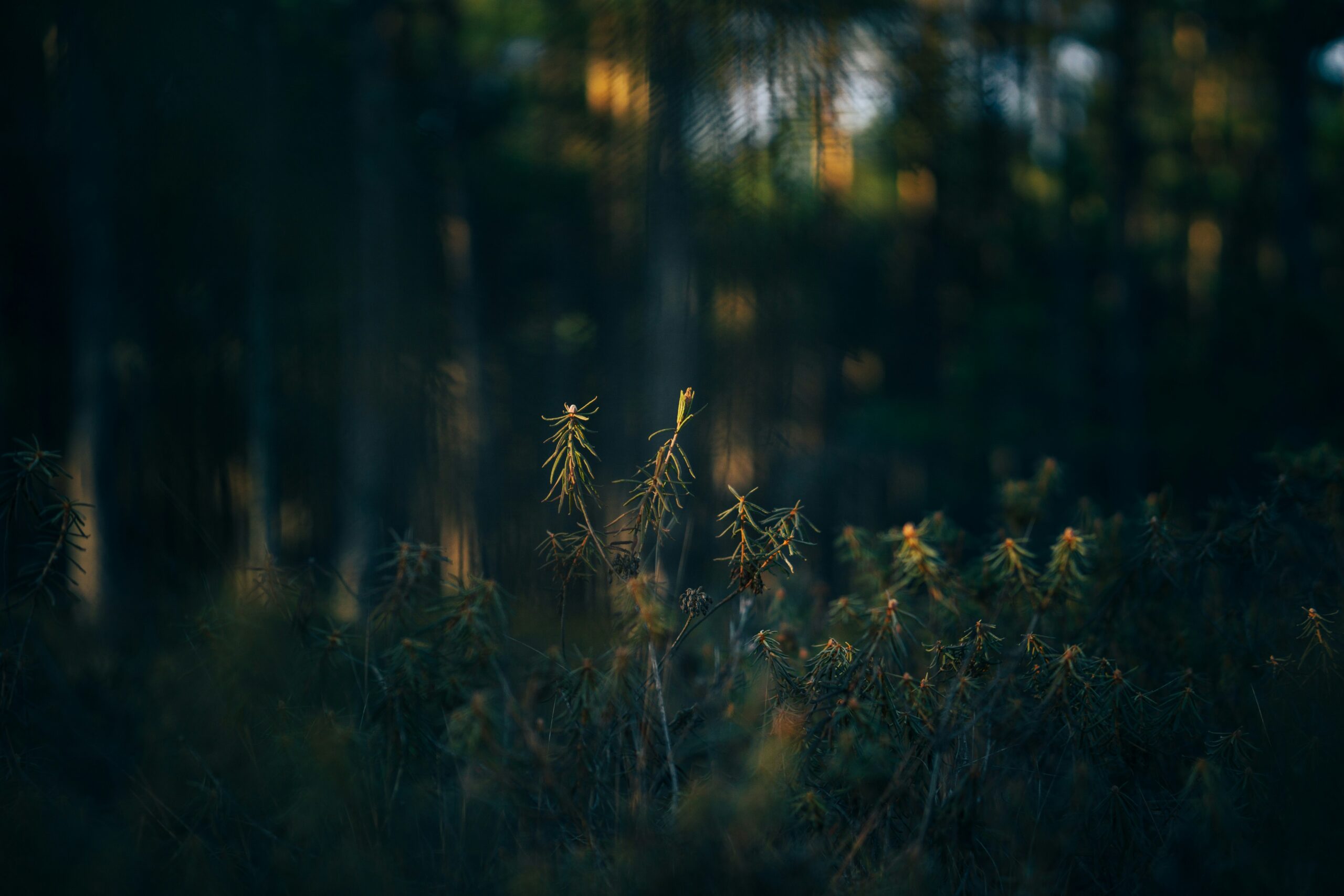 Allgäu Memmingen Natur
