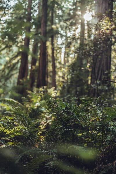 Sonnendurchfluteter Wald im Allgäu bei Memmingen mit jungen Tannenzweigen im Vordergrund